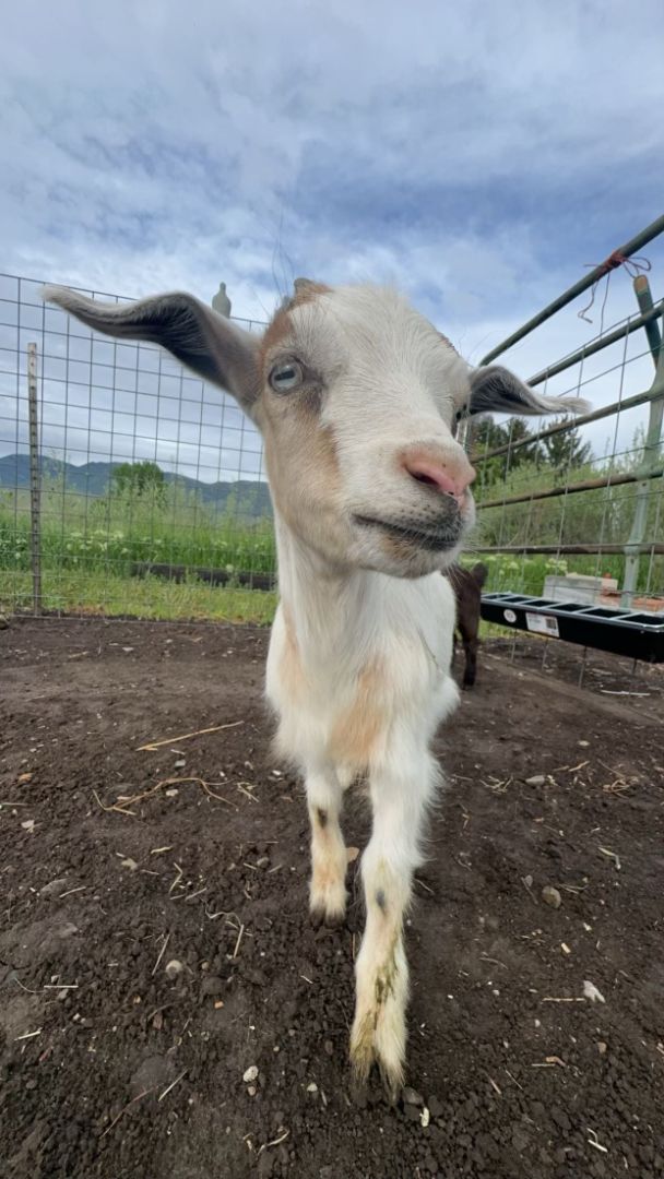 Farming Fails: Fainting Goats, Kid Chaos, and the Pen That Couldn't